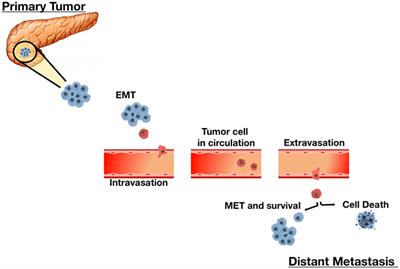 The Potential for Circulating Tumor Cells in Pancreatic Cancer Management